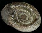 Large Pyritized Dactylioceras Ammonite #10557-1